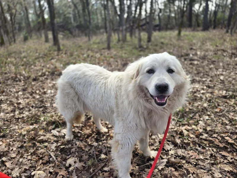 Ms. Pibb thumbnail 3