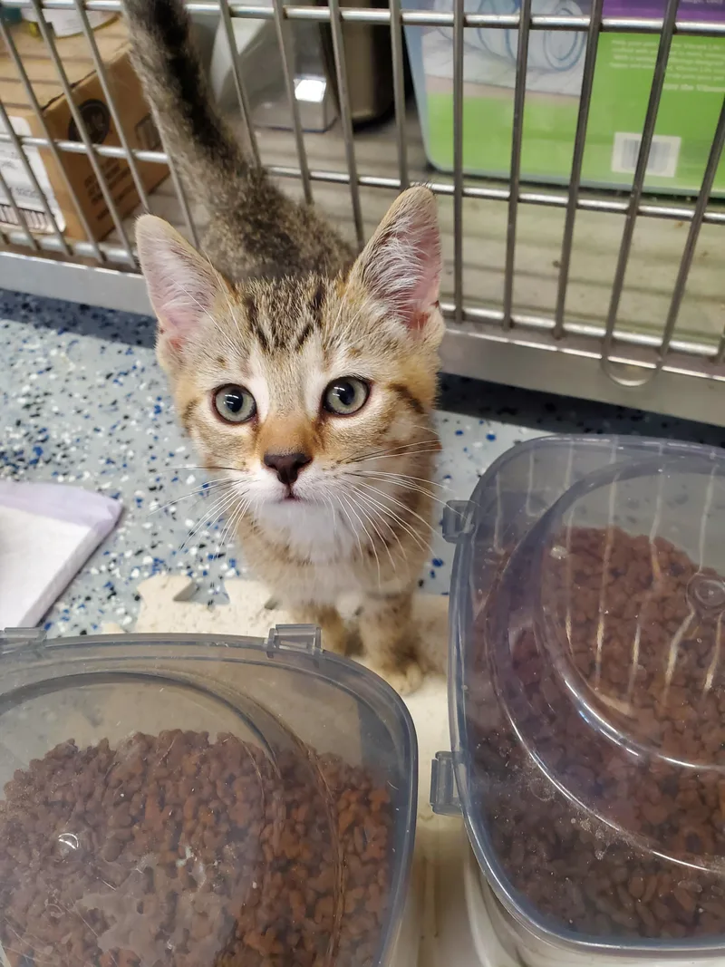 A young small-sized female Domestic Short Hair cat named Sally for adoption in Brighton, MI