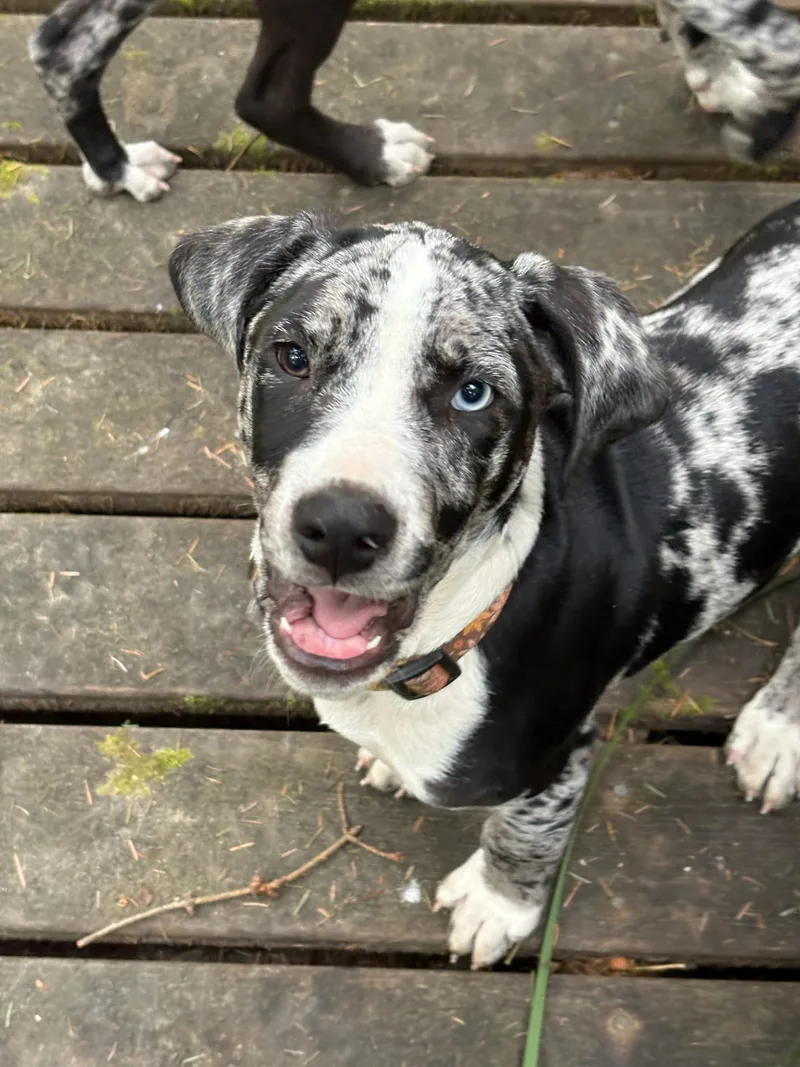 A baby medium-sized male Harlequin Labrador Retriever dog named Scout for adoption in Eureka, CA