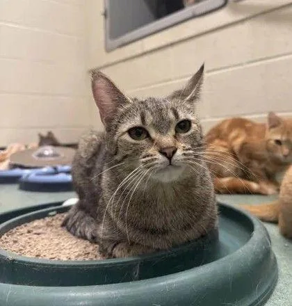 An adult small-sized female Torbie Domestic Short Hair cat named Sahara for adoption in Williamsport, PA