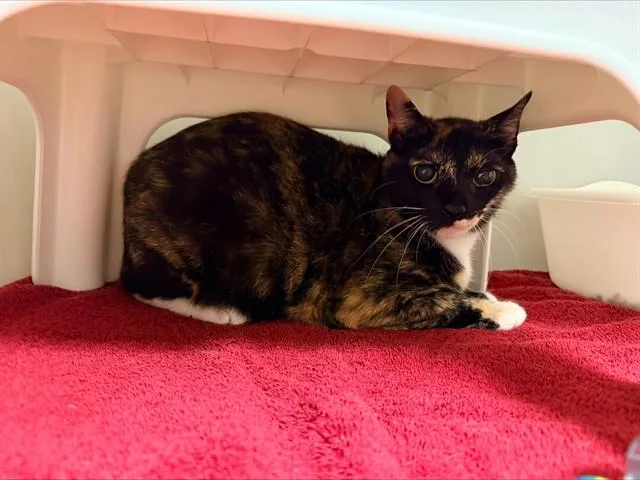 An adult medium-sized female Domestic Short Hair cat named Miss Sara Bellum for adoption in Statesville, NC