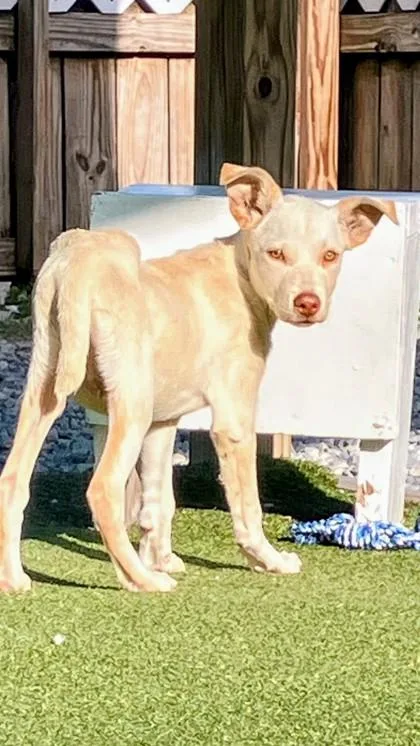 A baby small-sized male Mixed Breed dog named Yeti for adoption in Port Saint Joe, FL