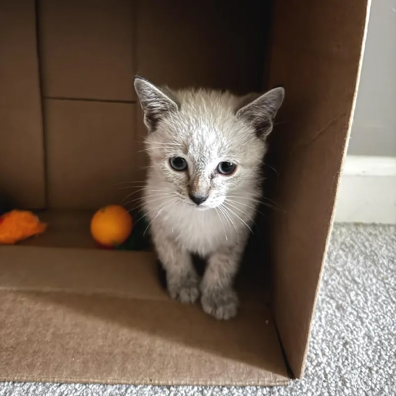 A baby small-sized male Domestic Short Hair cat named Levi for adoption in Cumming, GA