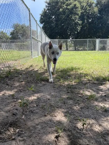 Meeko