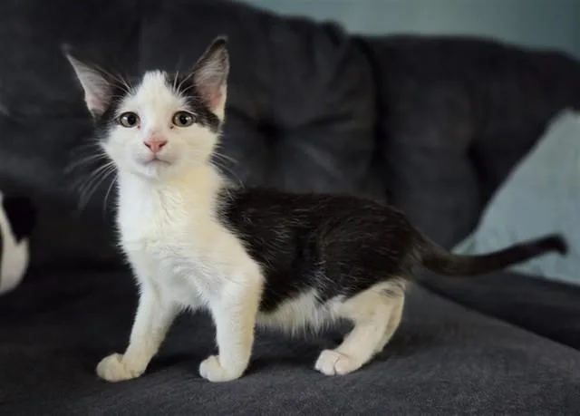 A baby small-sized male Domestic Short Hair cat named Munch for adoption in Salinas, CA