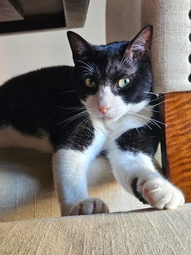 Kumamoto thumbnail 2