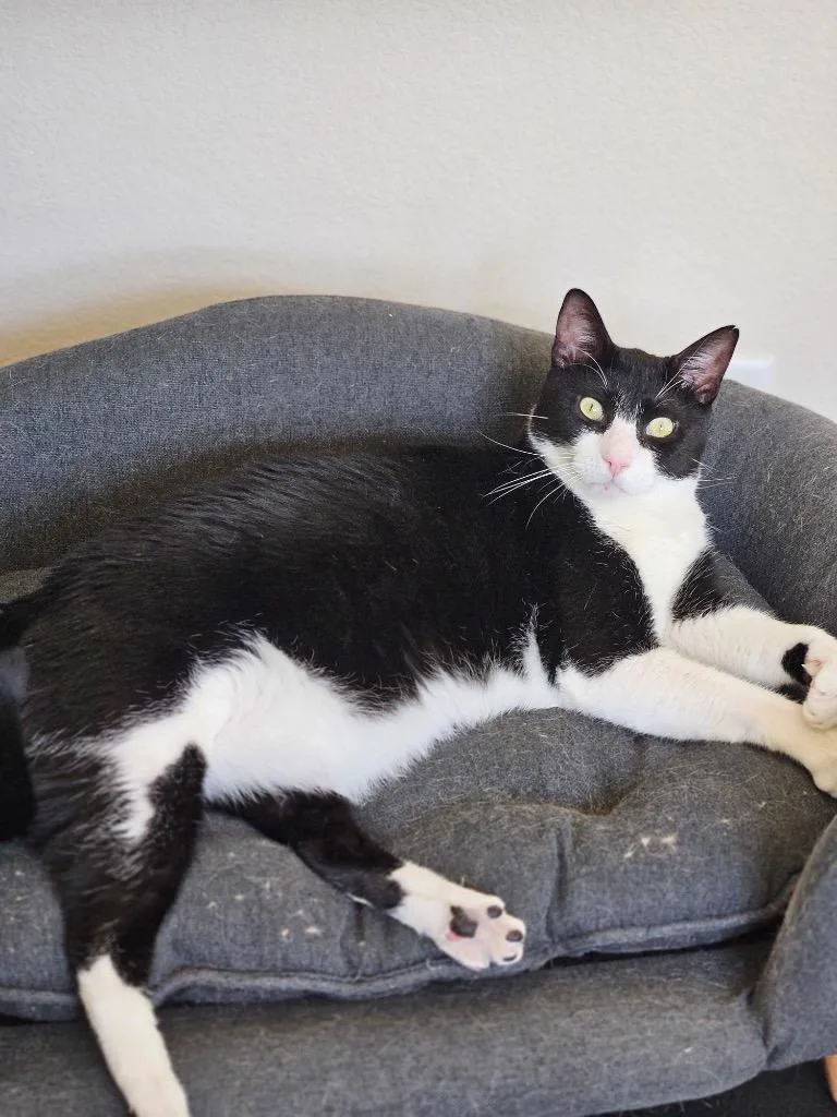 Kumamoto thumbnail 3