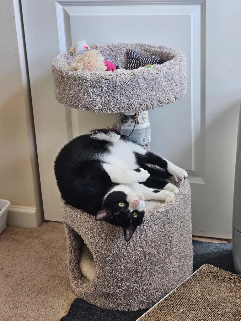 Kumamoto thumbnail 4