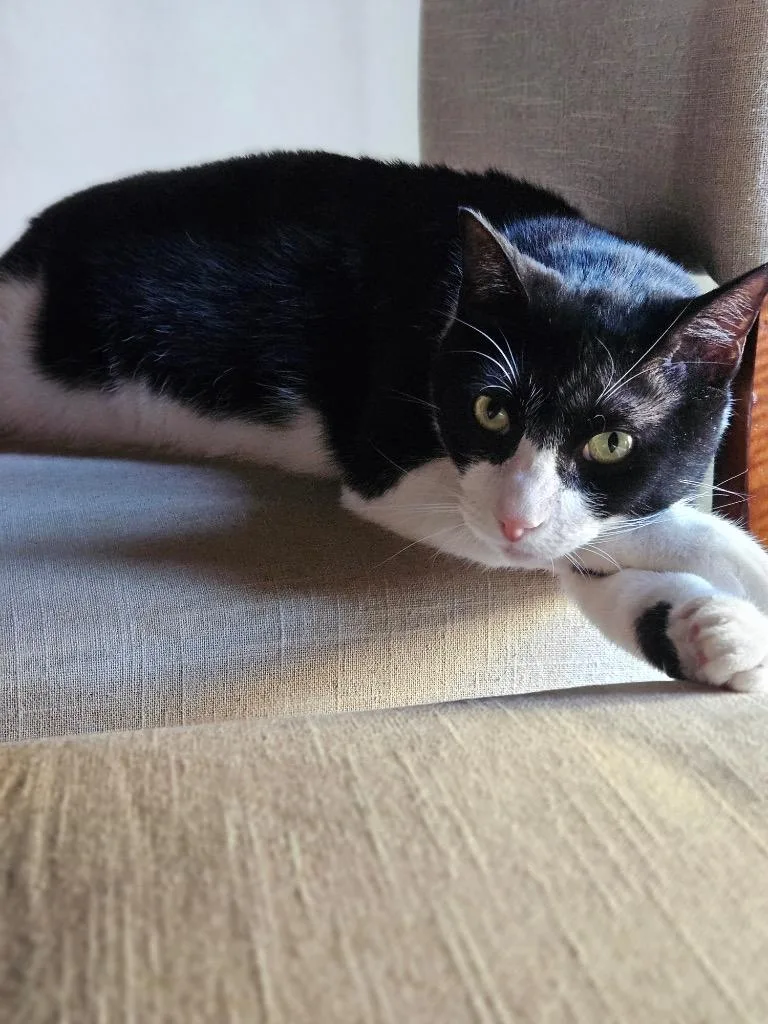 Kumamoto thumbnail 5