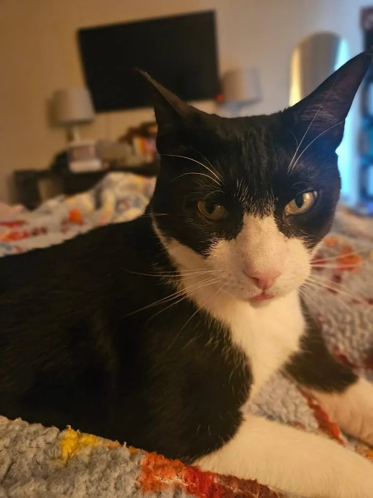 Kumamoto thumbnail 6