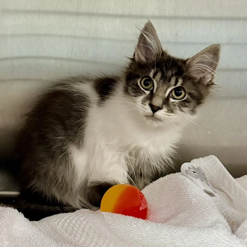 A baby small-sized male White Domestic Medium Hair cat named Cyclone for adoption in Palm Springs, CA