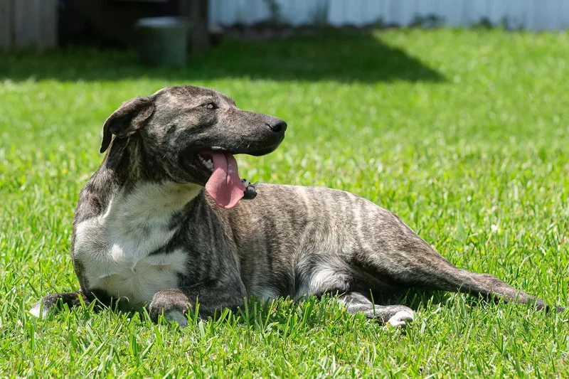 An adult medium-sized male Brindle Hound dog named Brandon for adoption in Tomball, TX