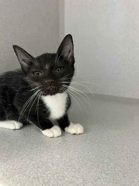 A baby small-sized female Domestic Short Hair cat named April for adoption in Bloomington, IL