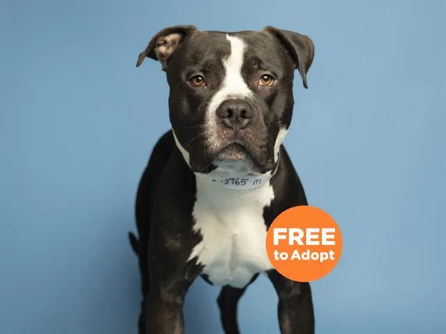 A young large-sized male Pit Bull Terrier dog named Theo for adoption in Phoenix, AZ