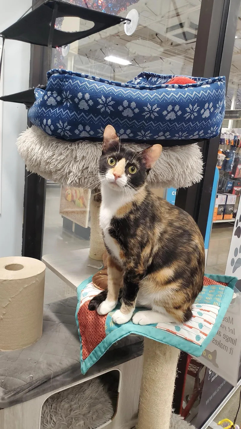 A young medium-sized female Domestic Short Hair cat named Callie for adoption in South Pasadena, CA