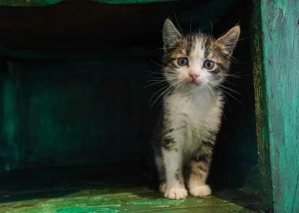 A baby small-sized male Domestic Short Hair cat named Tarzan for adoption in San Antonio, TX