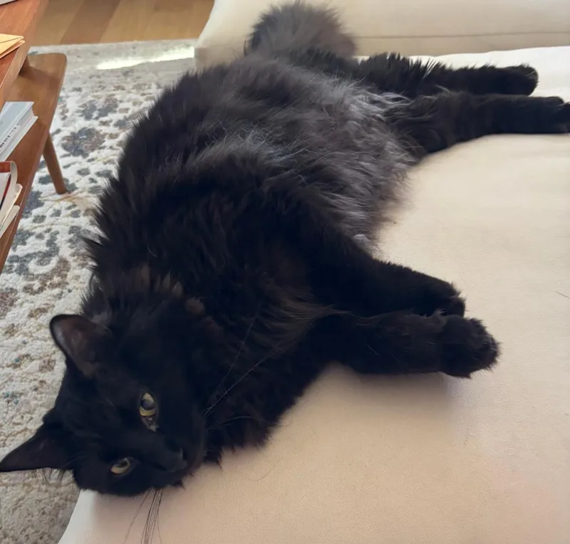 Gigi