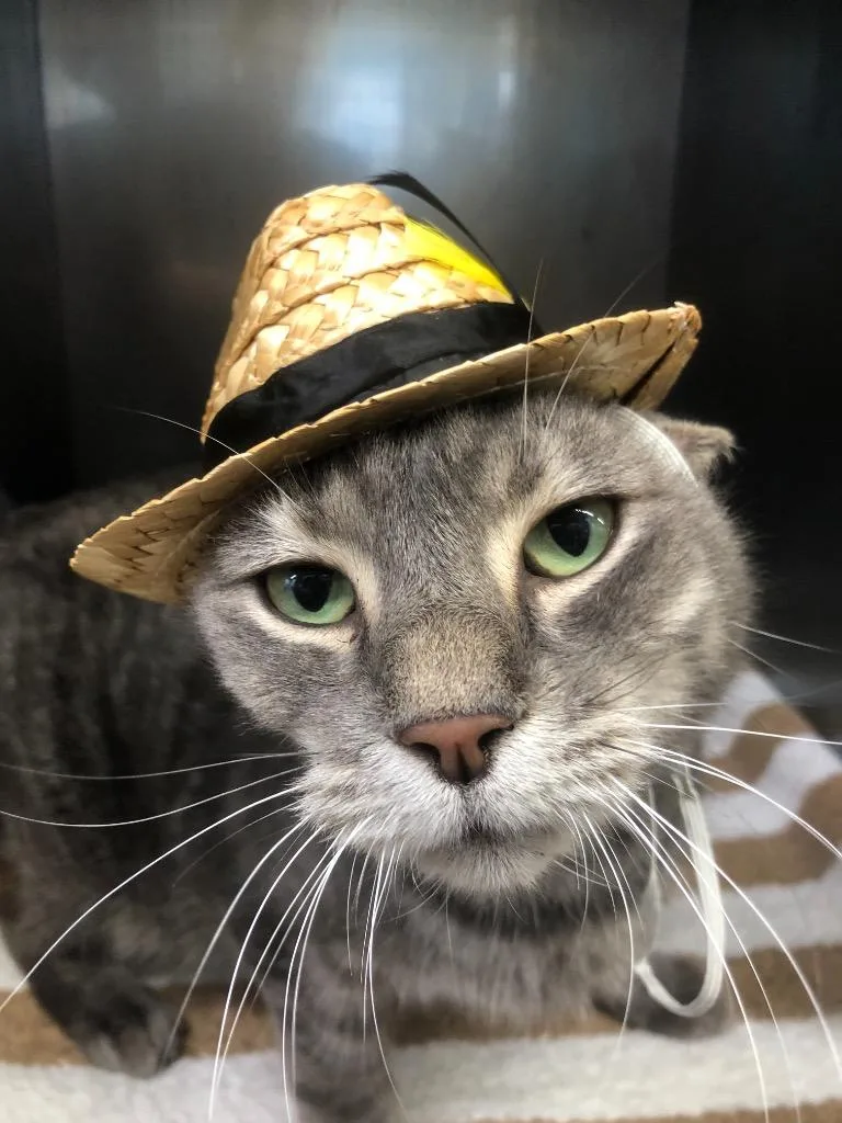 Gentle Boy thumbnail 3