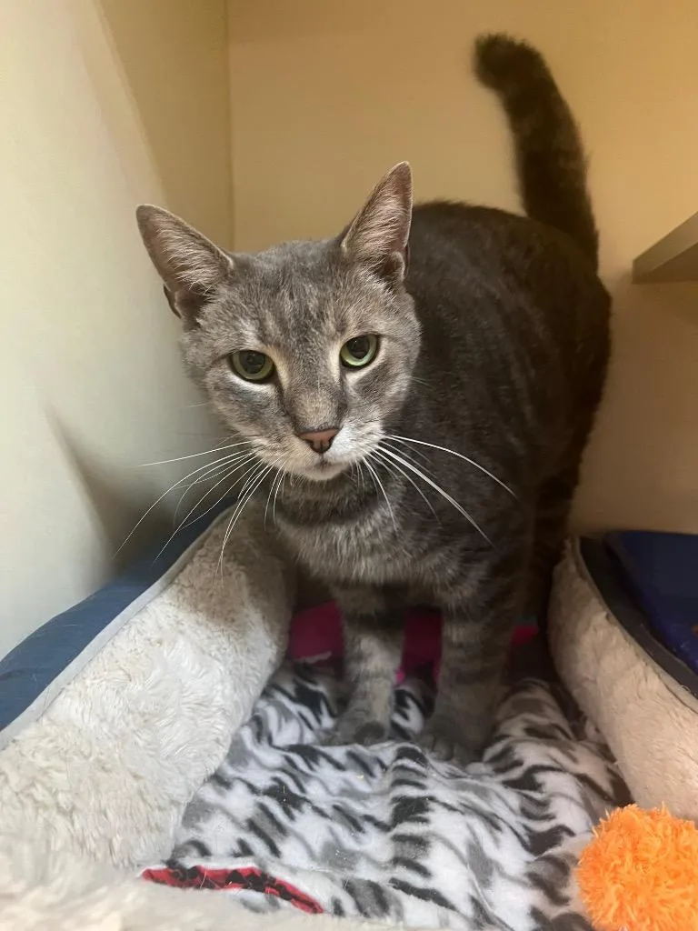 Gentle Boy thumbnail 4