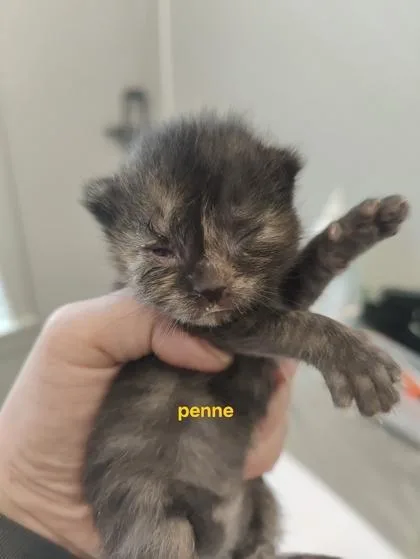 Penne