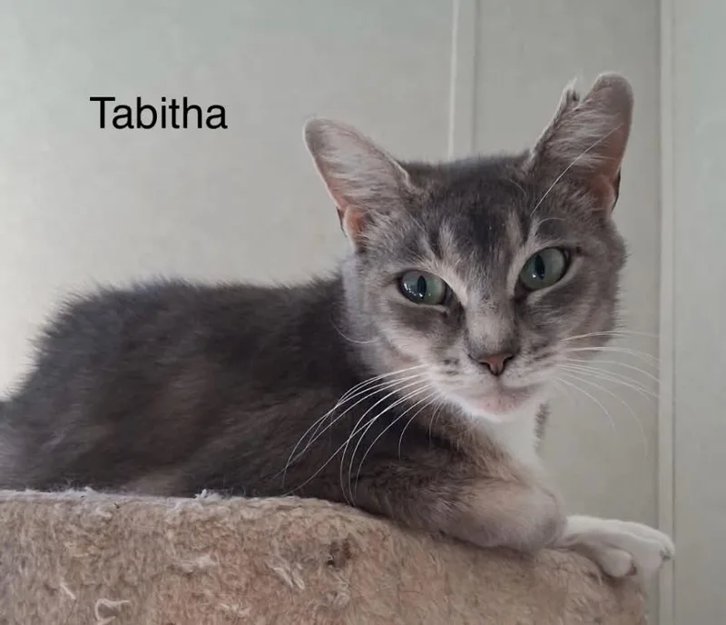 Tabitha thumbnail 2