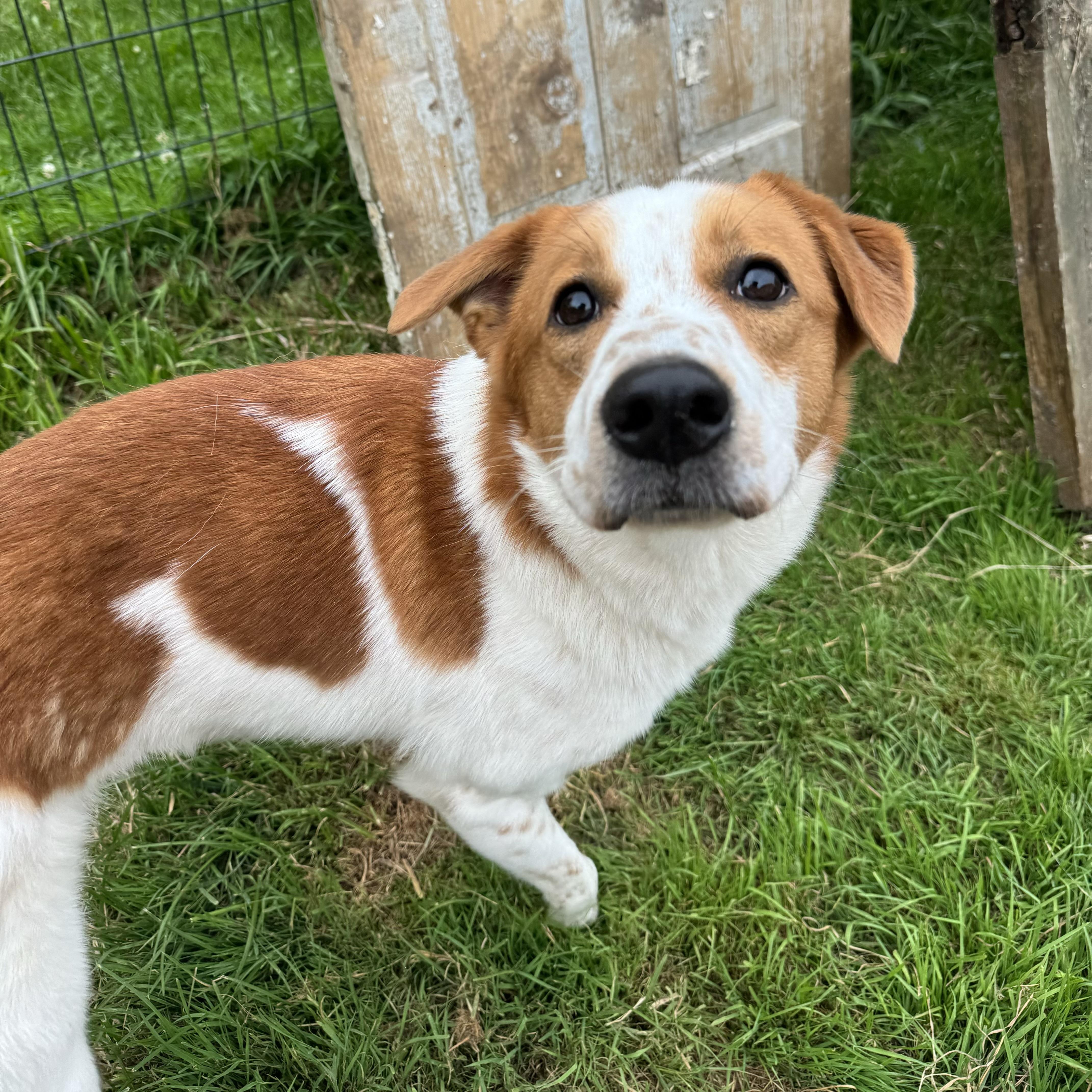 A young medium-sized male Setter dog named Cowboy for adoption in China Township, MI