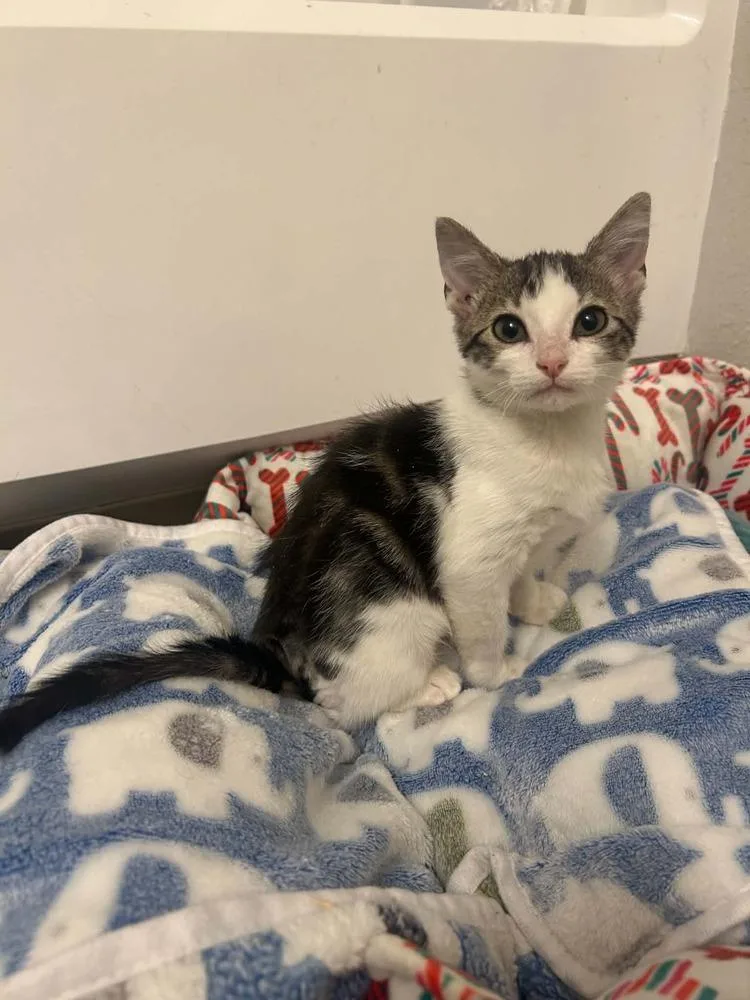 A baby small-sized male Black & White / Tuxedo Domestic Short Hair cat named Brody for adoption in tucson, AZ