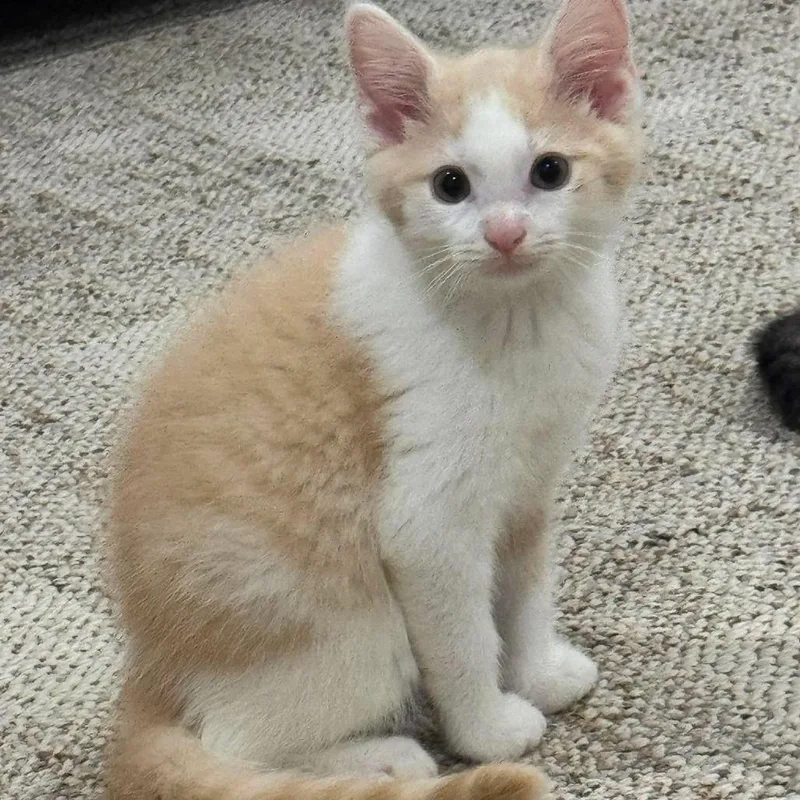 A baby small-sized male Buff / Tan / Fawn Domestic Medium Hair cat named Mello Yello for adoption in Jarrettsville, MD