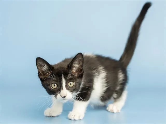 A baby small-sized female Domestic Short Hair cat named Juniper for adoption in Phoenix, AZ