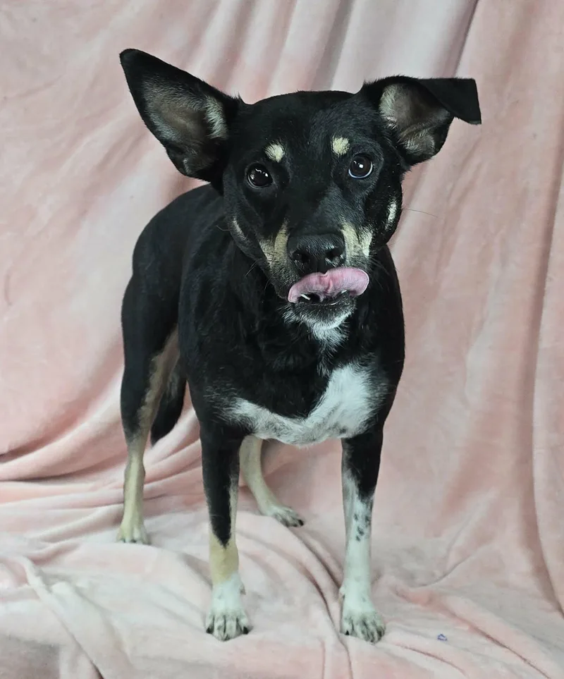 A young medium-sized female Tricolor (Brown, Black, & White) Shepherd dog named Sammie for adoption in Newport, TN