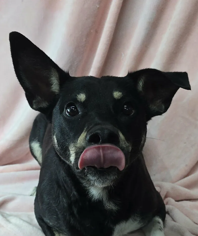 Sammie thumbnail 2