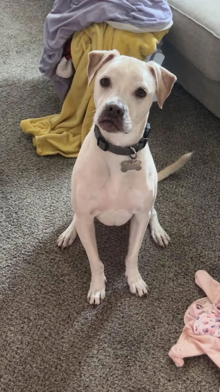 A young medium-sized male Labrador Retriever dog named Derby for adoption in Tonawanda, NY