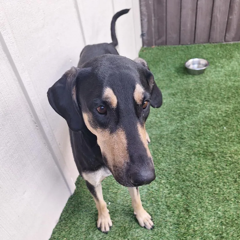 An adult medium-sized male Black Coonhound dog named Mozi for adoption in LOXAHATCHEE, FL