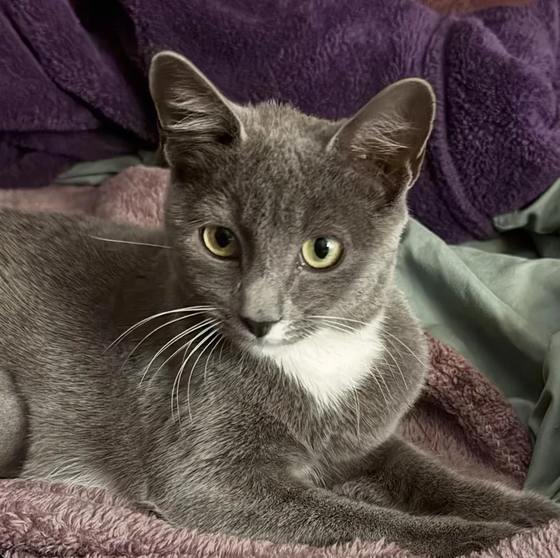 A young medium-sized female Gray & White Domestic Short Hair cat named Pippa for adoption in Sonora, CA