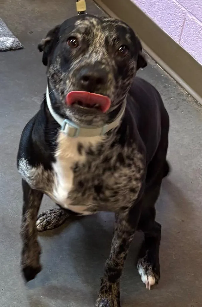 A young large-sized female Catahoula Leopard Dog dog named Maxie for adoption in Elizabethton, TN