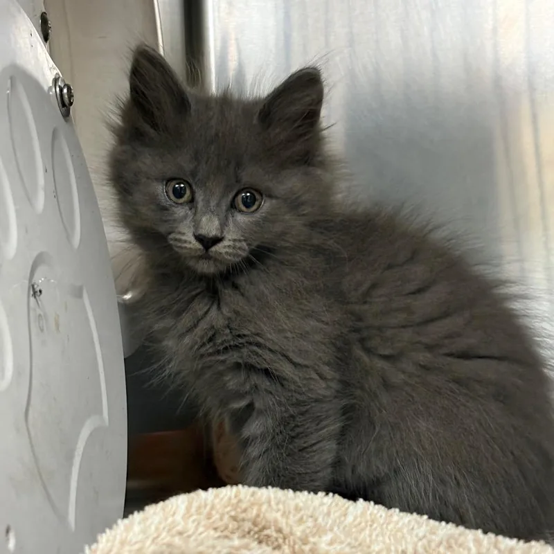 A baby small-sized female Black Domestic Short Hair cat named Esperanza for adoption in Milton, FL
