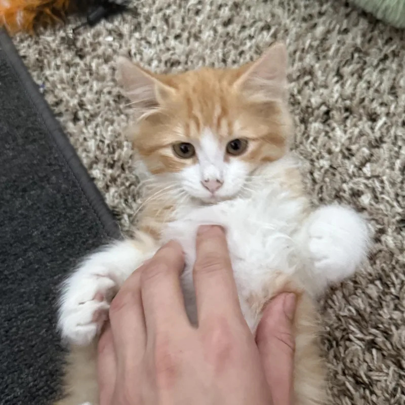A baby medium-sized female Orange & White Domestic Long Hair cat named Creamsicle for adoption in Pendleton, OR