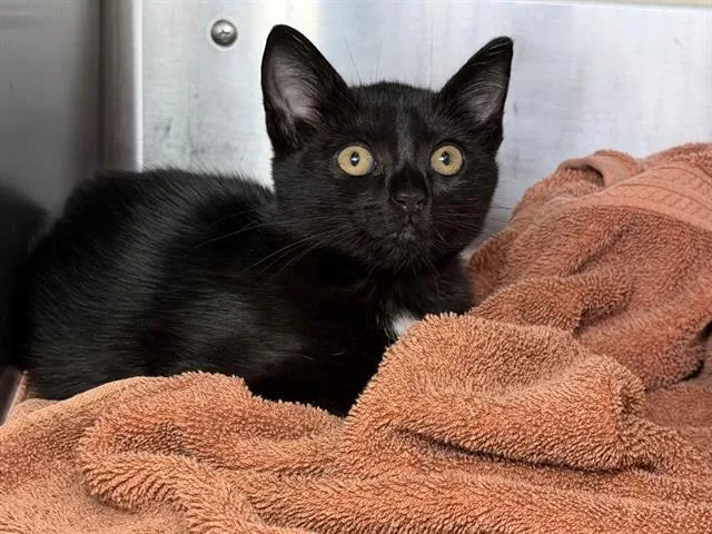 A baby small-sized female Domestic Short Hair cat named Bogo for adoption in Santa Rosa, CA