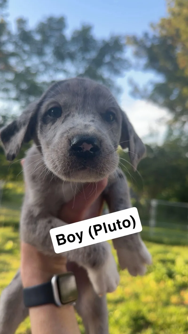 A baby extra large-sized male Great Dane dog named Pluto for adoption in Chambersburg, PA