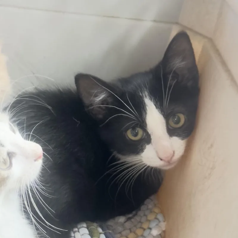A baby small-sized male Black Domestic Short Hair cat named Ziggy RJ for adoption in Columbia, MO