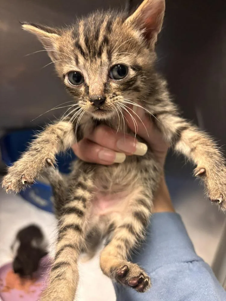 A baby small-sized female Brown / Chocolate Domestic Short Hair cat named Saucy for adoption in Statesboro, GA