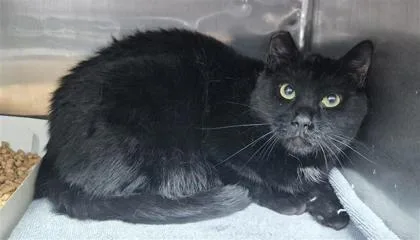 An adult small-sized male Black Domestic Short Hair cat named Patriot for adoption in El Paso, TX