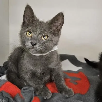 A baby medium-sized female Domestic Short Hair cat named Salt for adoption in Verona, WI