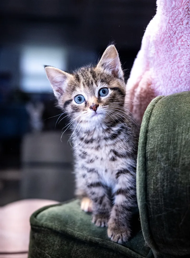 A baby medium-sized female Tabby (Gray / Blue / Silver) Domestic Short Hair cat named Brenda for adoption in Aberdeen, NC