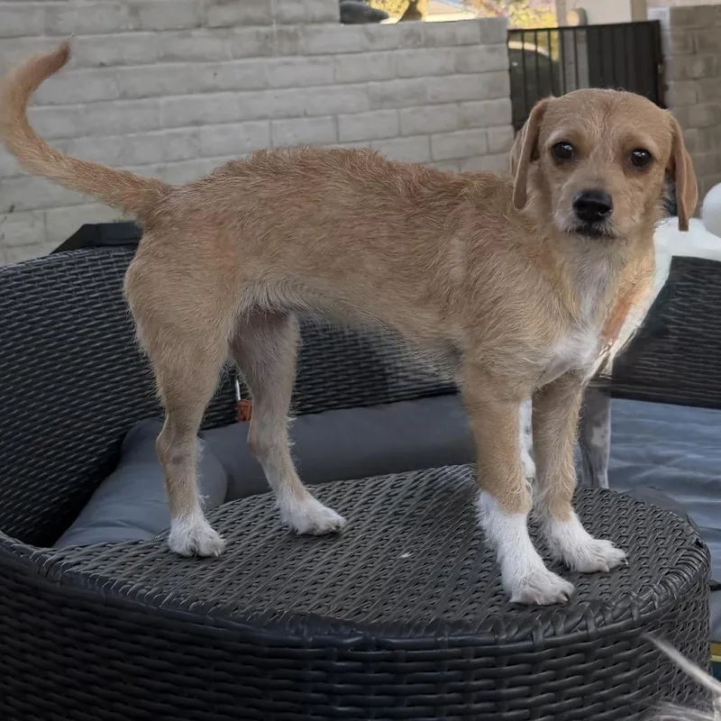 A young small-sized female Yellow / Tan / Blond / Fawn Terrier dog named Pansey for adoption in Las Vegas, NV