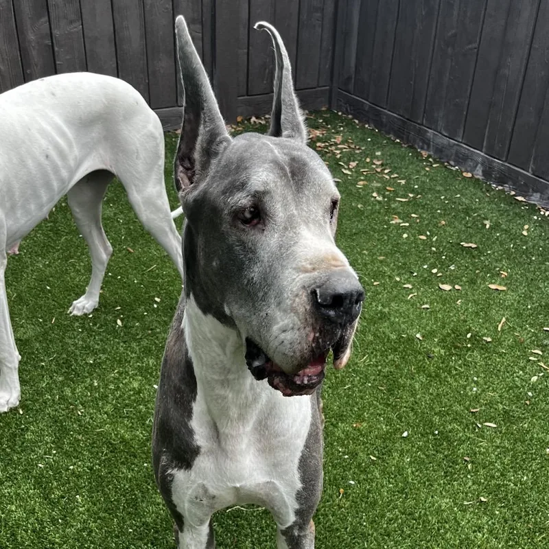 A senior extra large-sized female Gray / Blue / Silver Great Dane dog named Bamboo for adoption in LOXAHATCHEE, FL