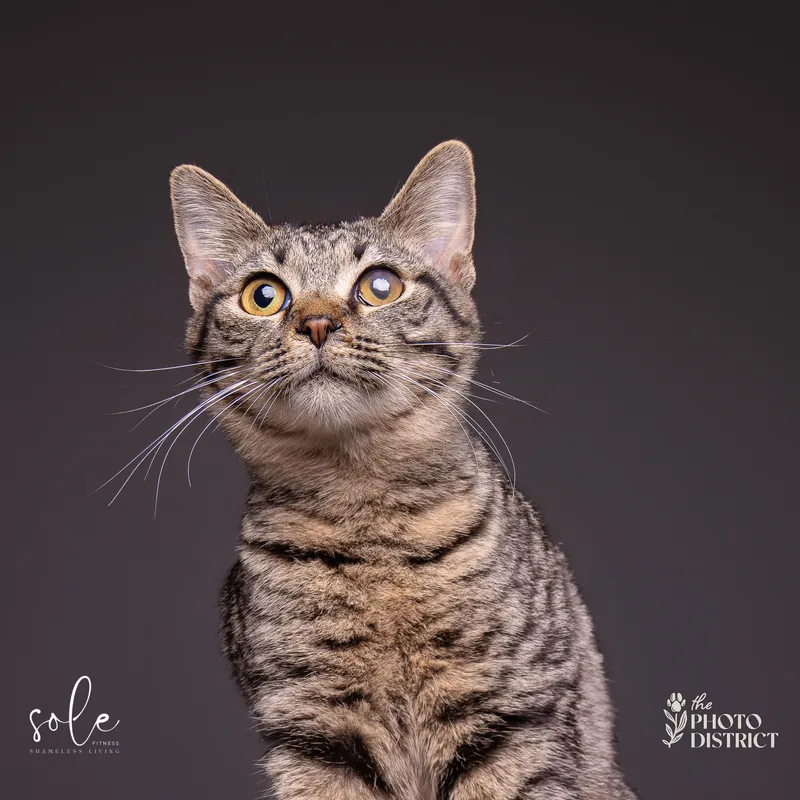 A young medium-sized female Tabby (Gray / Blue / Silver) Domestic Short Hair cat named Violet for adoption in Beulaville, NC