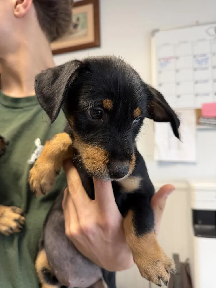 A baby small-sized female Tricolor (Brown, Black, & White) Rottweiler dog named Sally for adoption in Ontario, CA