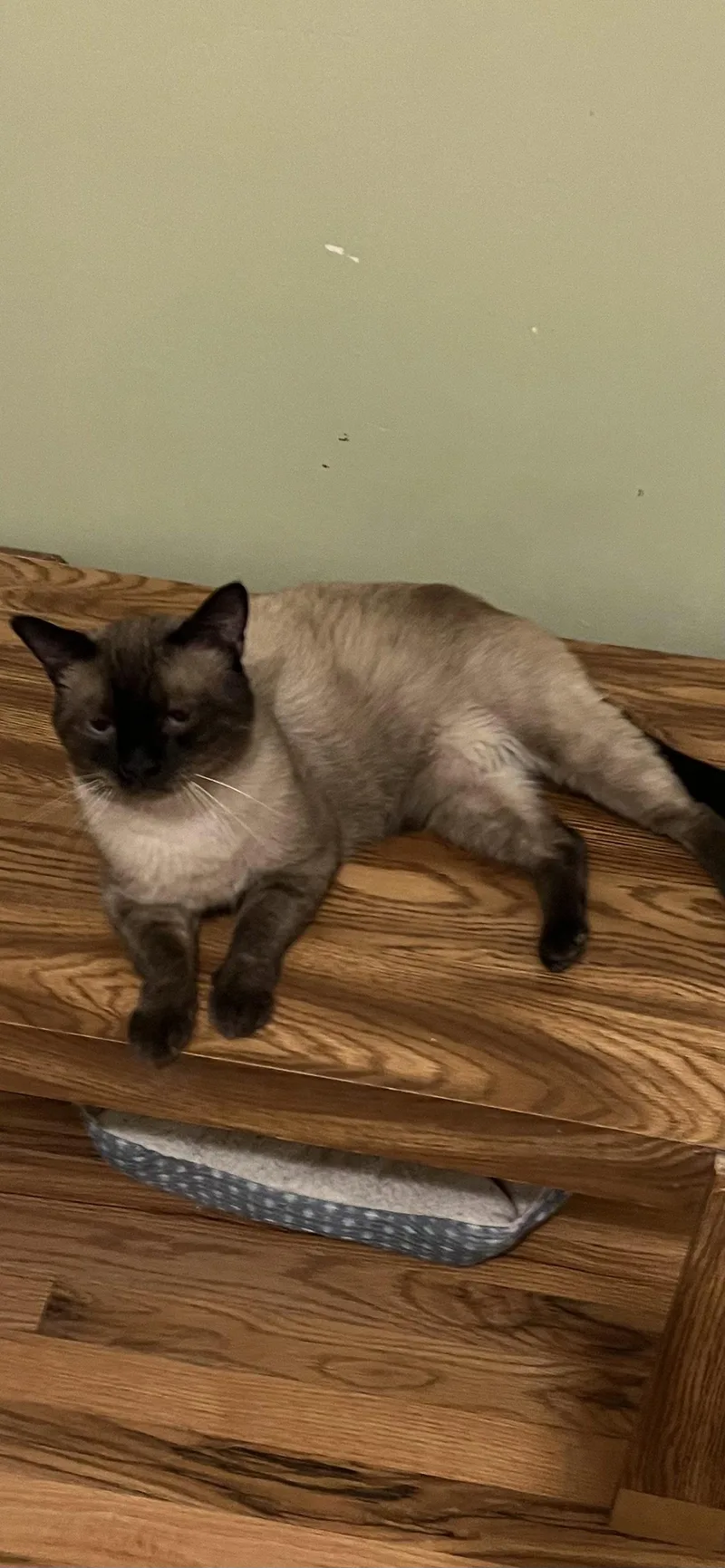 An adult medium-sized male Siamese cat named Roman for adoption in Aurora, CO