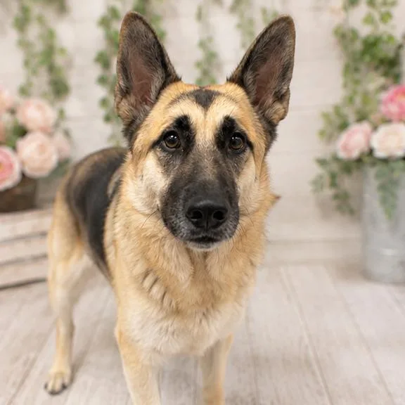An adult medium-sized female Brown / Chocolate German Shepherd Dog dog named Mika for adoption in Las Vegas, NV